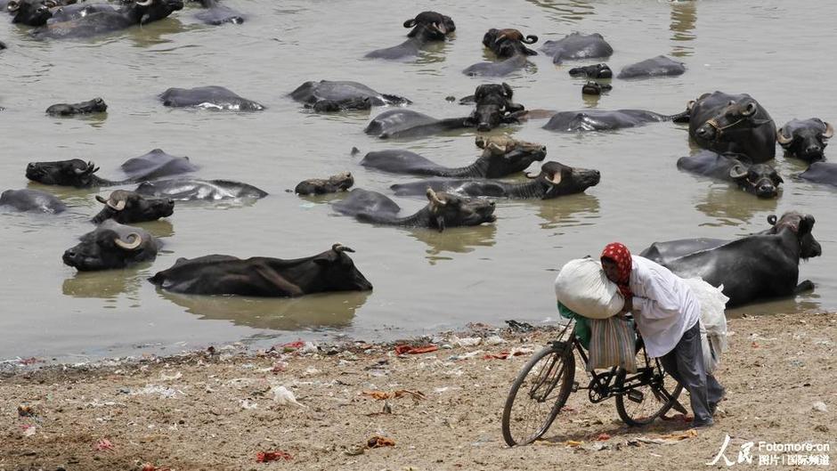 印度遭50℃高温天气致近300人被热死