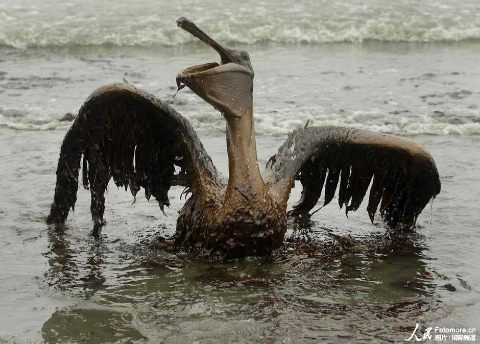 美国路易斯安那州海湾遭遇生态灾难