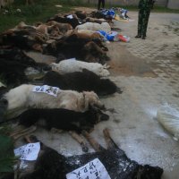 广西警犬基地29只警犬服用驱虫药后死亡