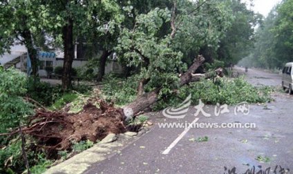 江西泰和县遭10厘米冰雹侵袭 树木连根拔起