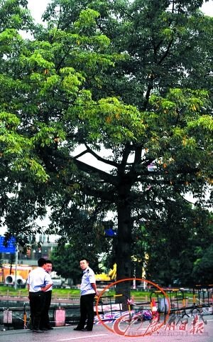 男子树下打手机遭雷劈身亡(图)