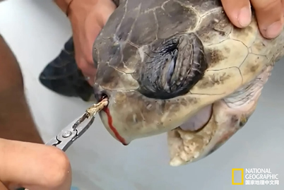 海龟鼻中拔出吸管 科
