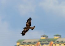 基隆港上空的鹰 人与自然的和谐