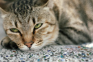 台湾摄影师的动物摄影作品－慵懒的猫意
