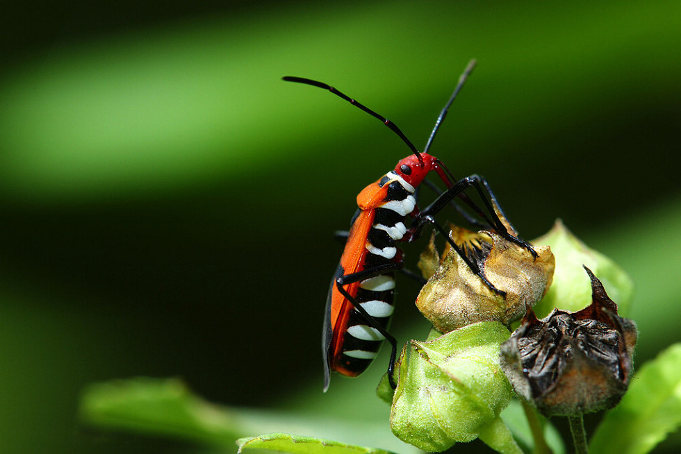 生态摄影作品－微距 昆虫