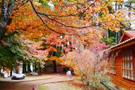 枫叶红了－台湾寿山的红枫 感受秋天 那一片片红叶
