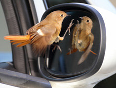 飞羽的趣味：镜中的是谁？－温馨美妙的摄影作品