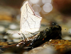 微距摄影作品－漂亮的蝴