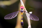 微距 昆虫－色彩艳丽的生态摄影作品