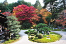 京都市的枫叶红了的时候－赏秋 赏枫叶 摄影