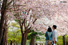 樱花浪漫的季节－日本的樱花盛开了