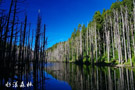 自然风光摄影－水漾森林原生态的自然景观 高超的摄影技巧