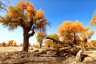 风景图片《大漠英雄·胡杨》-醉人的风景 精妙绝伦的摄影技巧