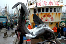 浙江台州市渔民在台州海域捕获一条7米长大鲨鱼