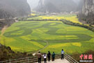 贵州安顺龙宫风景区农民种出风景 油菜花田的巨型“龙”字