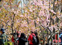 樱花风景图片：上海也有赏樱花的地方