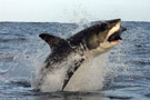 大白鲨跃出水面4米捕食全程珍贵照片