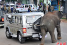 印度迈索尔遭大象侵袭 印度大象闯入迈索尔一人被踩死