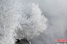 吉林雾凇风景图片 冬天