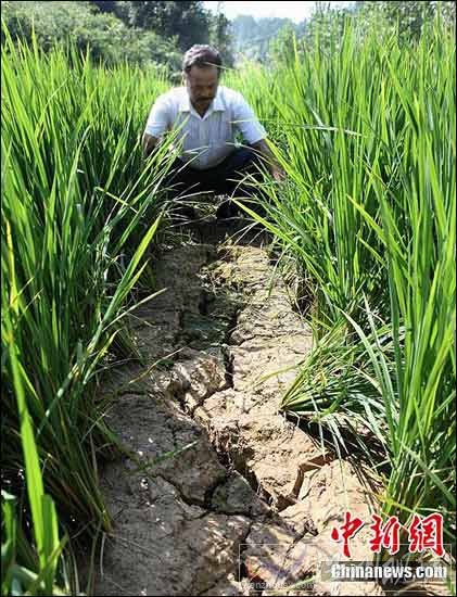 江西武宁遭受严重旱情 当地群众全力抗旱