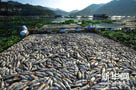 闽江古田段出现死鱼 造成福建闽江大规模死鱼污染源和原因正在调查