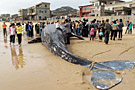 福建渔民误捕7吨重灰鲸