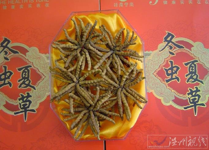 冬虫夏草是什么
