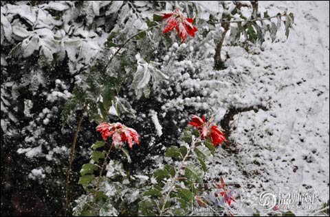 温州下雪了