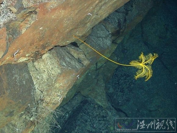 生活在2400米深水底南极新物种