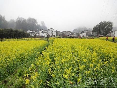 追寻花的姿态 国内春季赏花地推荐