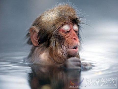 组图：日本雪猴泡温泉取暖 闭眼享受