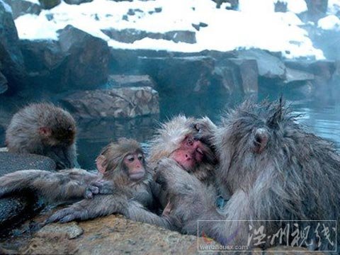 组图：日本雪猴泡温泉取暖 闭眼享受