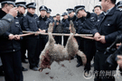 山东枣庄野狼频伤人事件 警察和群众围捕咬人的大灰狼