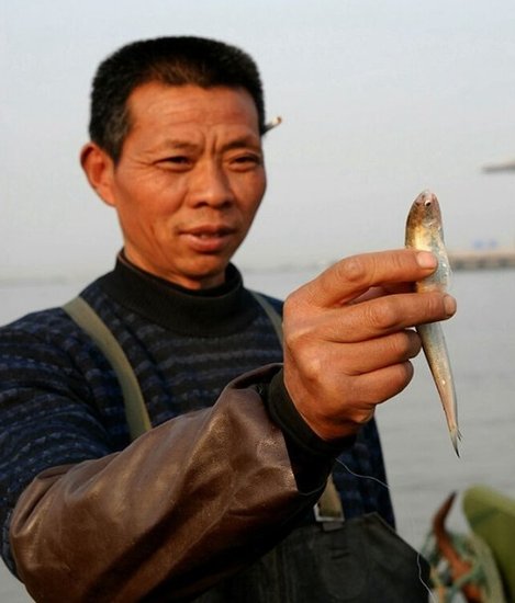长江刀鱼遭过度捕捞及生态恶化10年后或绝迹