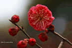 梅花图片 关于梅花的图片一组梅花摄影作品