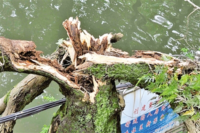 温州九山河畔一棵构树被雷击