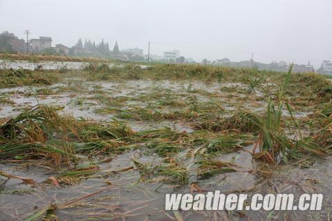 江西新余遭遇强降水 路面成湖面稻谷被水淹