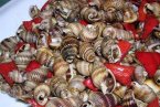 温州织纹螺中毒事件 温州织纹螺中毒病例增至21例其中1人死亡