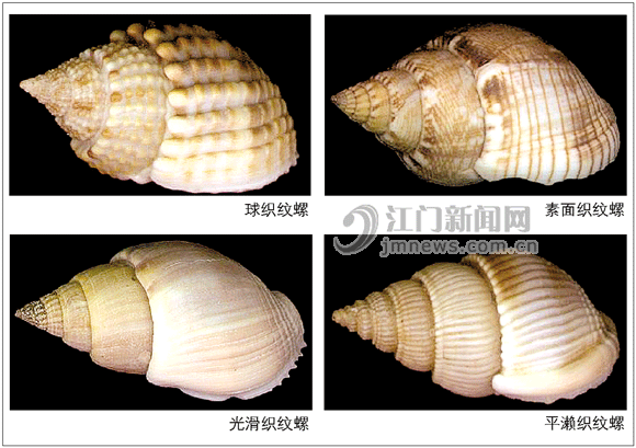 温州织纹螺中毒