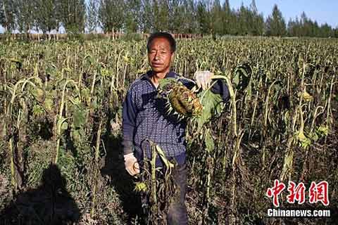 河北张家口连遭低温冷冻灾害农作物大面积绝收