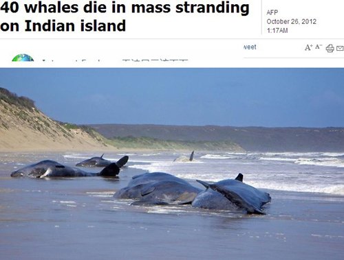 鲸集体搁浅