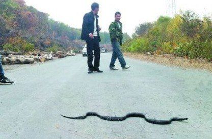 蛇群横穿公路图片