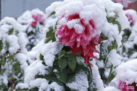 下雪的图片 东北下雪图