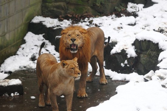 杭州动物园雪球砸狮子