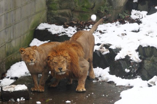 杭州动物园雪球砸狮子