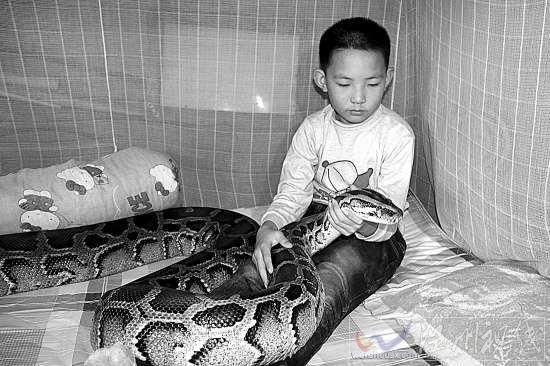 13岁少年与蟒蛇同居12年