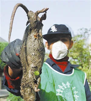 伊朗巨鼠