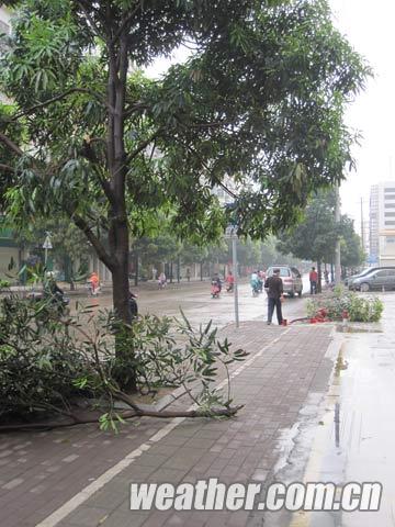南宁市早晨短时雷雨大风天气，被大风吹断的树枝（郭媛/摄）