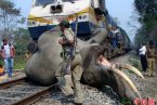 印度火车撞大象高清图片 印度一头大象被火车撞死火车没有脱轨
