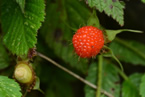 野草莓图片 楠溪江山里